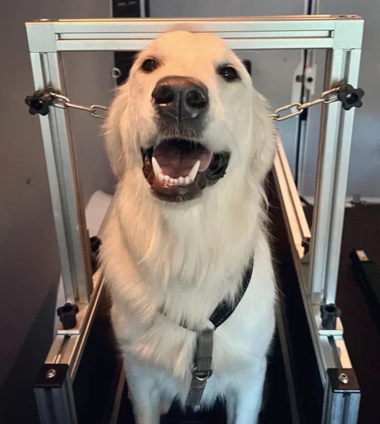 High Quality  Dog Running Machine, pets treadmill walking machine for dog