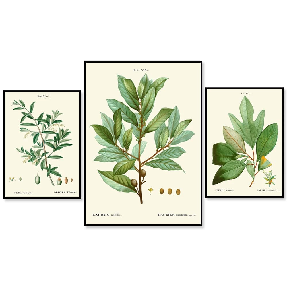 Spice Herb Print  Prints Kitchen Dining Room Wall Art Beautiful Antique Vintage Bay Laurel Olive Tree Branch Home Decor