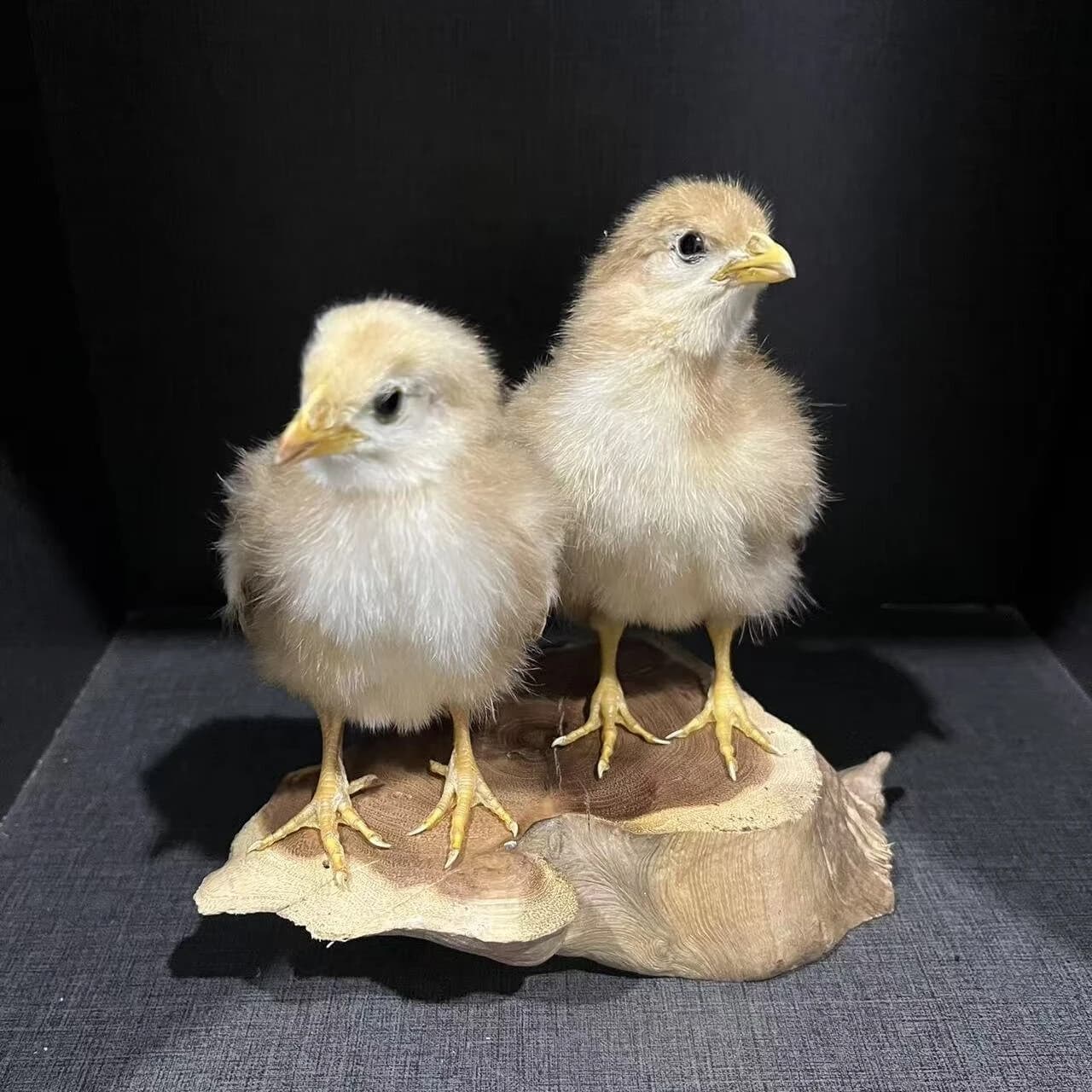 2068 wholesale Artificial Chick Duckling Figurine Set Resin Taxidermy Style Statue Cute Bird Sculpture Ornament Unique Handmade