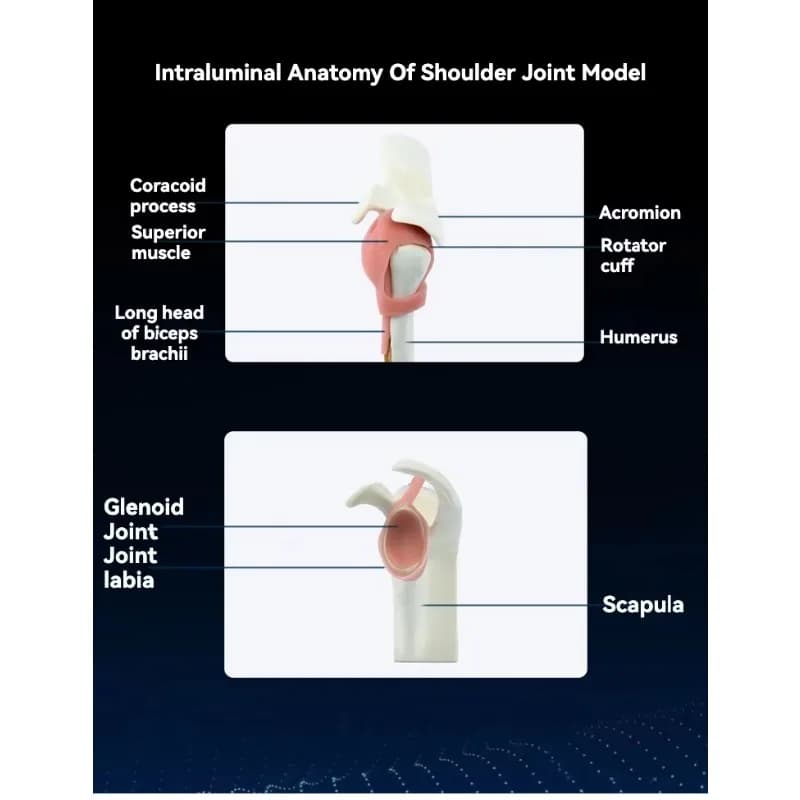2025 hot sale KyrenMed Shoulder  Surgery Simulation Model with Bench Vise Clamp for Dry Models Shoulder Surgery Train