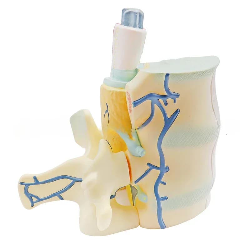 Spine and vertebral parts, model biomedical teaching model