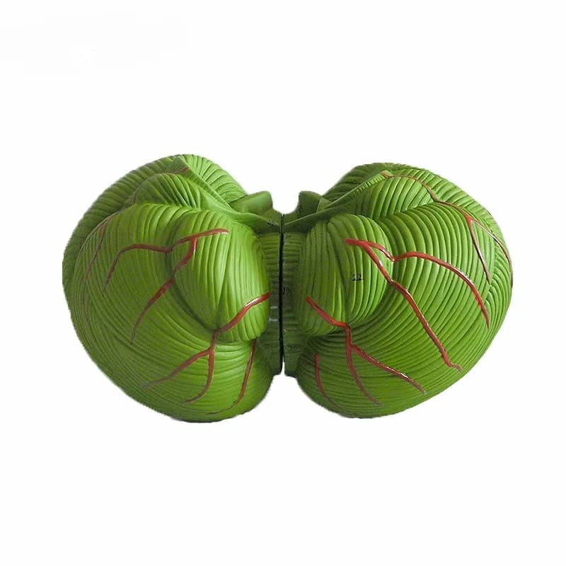 Cerebellum nursing skills training model is durable