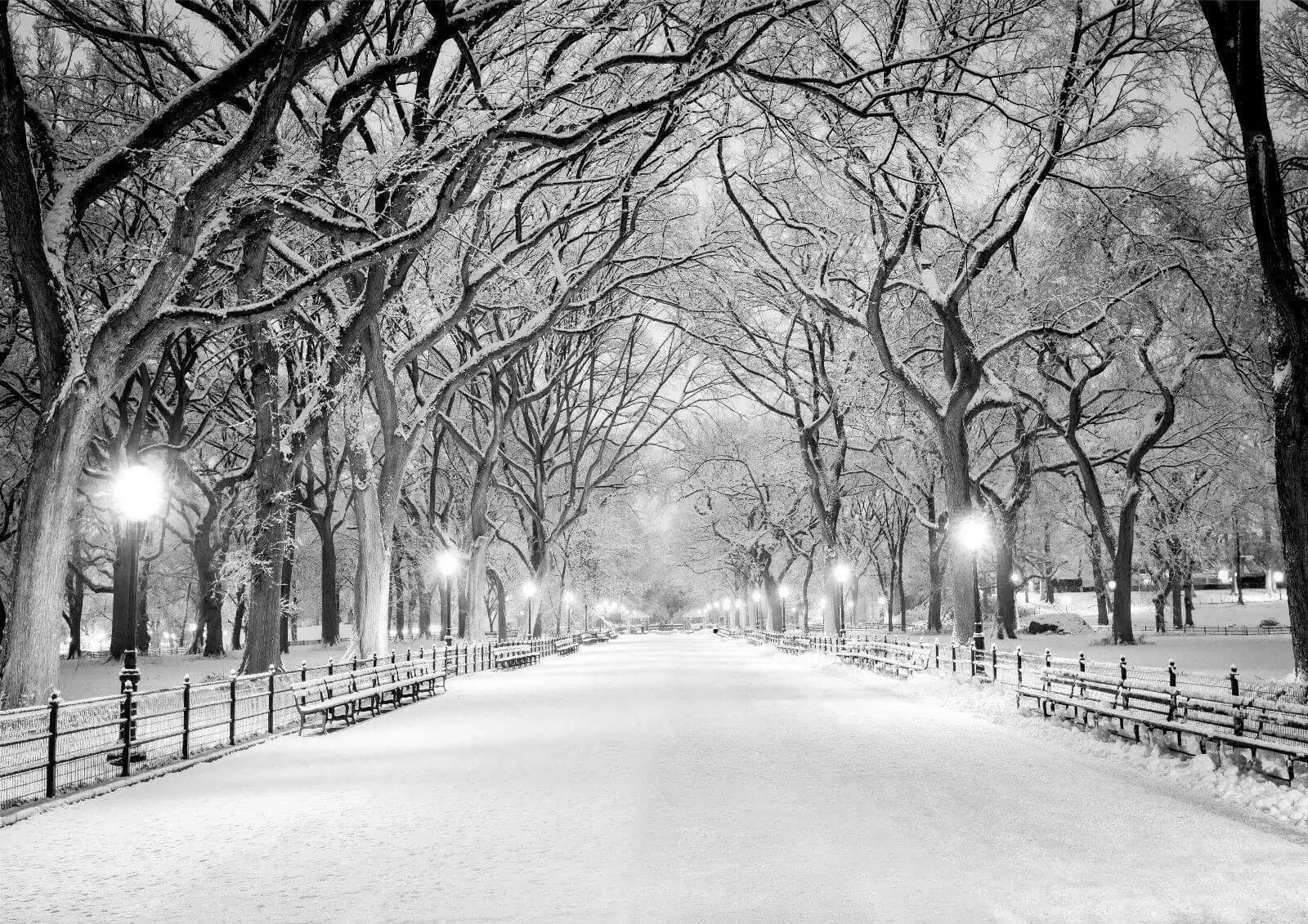 Central Park New York Black & White Winter Tree Giant ,Art Picture Print Silk Poster, Home Wall Decor