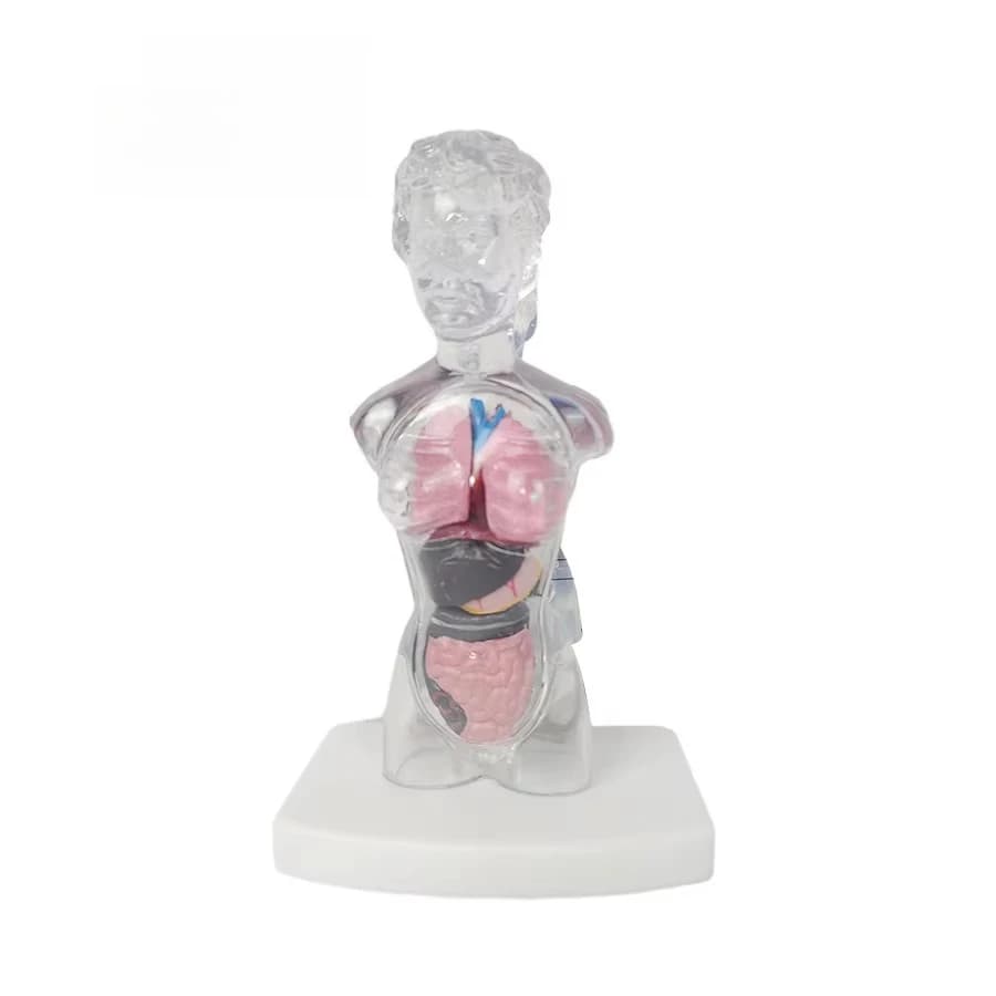 Removable human anatomy model 18 cm transparent female torso model student toy anatomy medical teaching display model