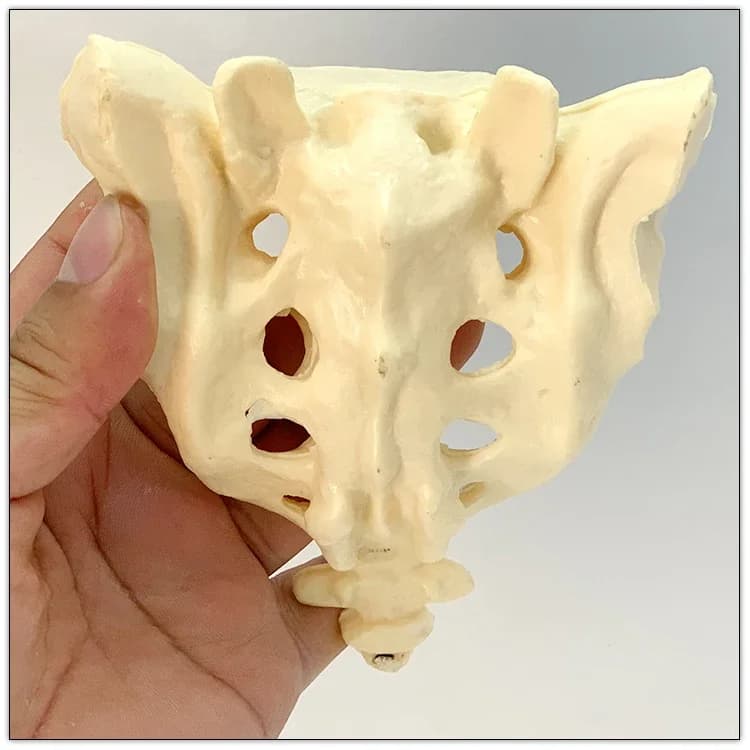 Natural large sacrum with coccyx model medical sports bone model teaching anatomical coccyx skeleton bone
