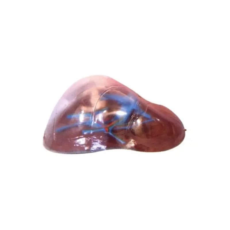 Liver anatomy teaching supplies, transparent liver segment model