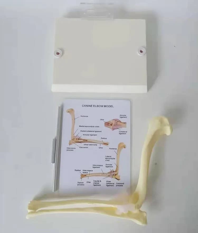 Canine Elbow Joint Skeleton Anatomical Model Animal Veterinary Teaching Demonstration Model for Pet Medical Education