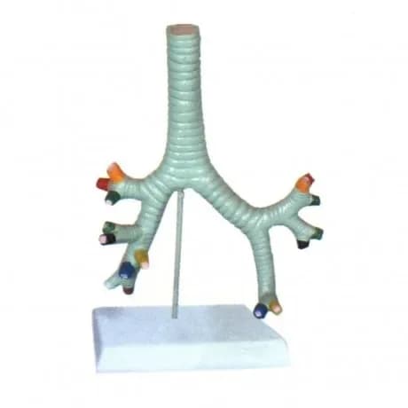 Trachea, bronchus and segmental bronchus model, medical education respiratory system anatomy mold