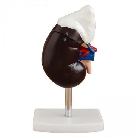 Renal anatomy with adrenal gland model, medical demonstration kidney anatomy mold