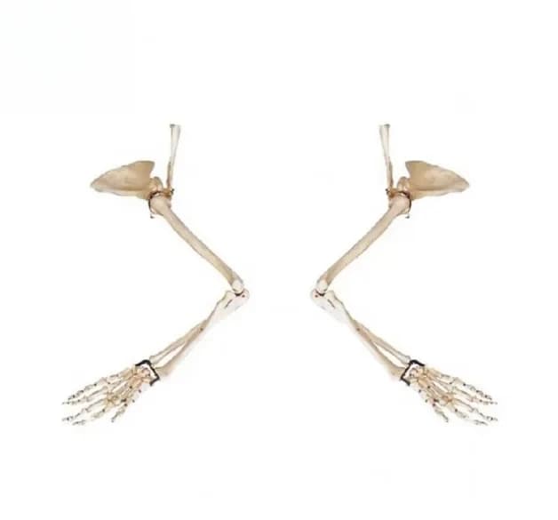 Realistic PVC Arm Skeleton Model with Scapula and Clavicle for and Anatomy Training Precision Tool