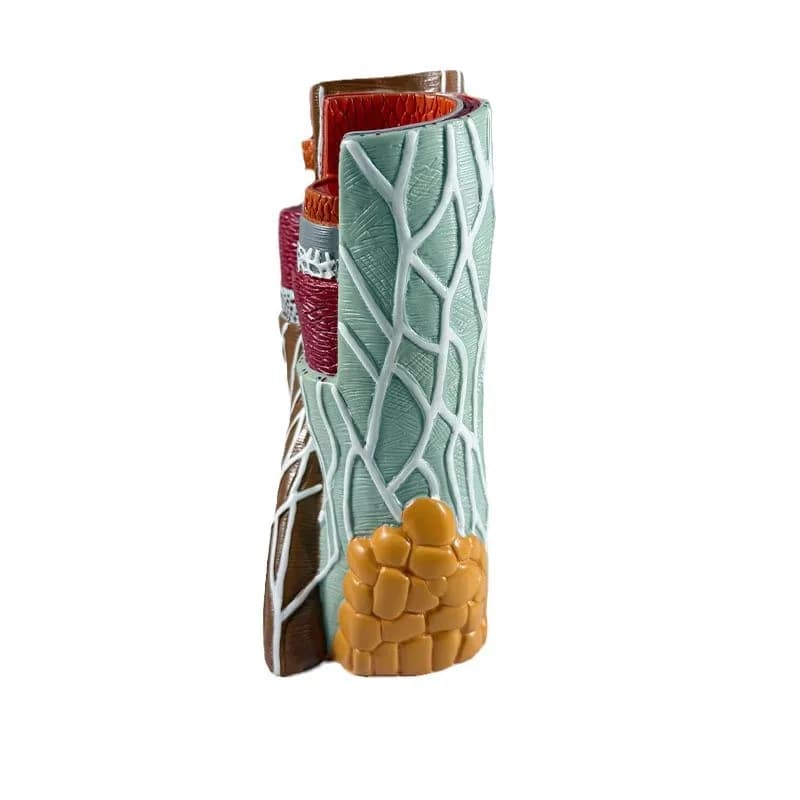 Enlarged model of human vascular structure Arteriovenous model
