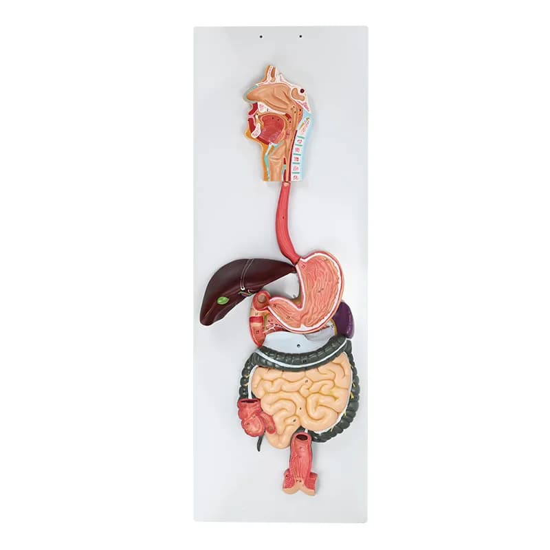 Human digestive system model, gastrointestinal profile, nasopharynx and larynx, gastric anatomy model, anorectal department,
