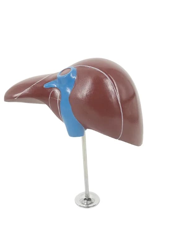 Liver anatomy model - a training aid used in hospitals and schools