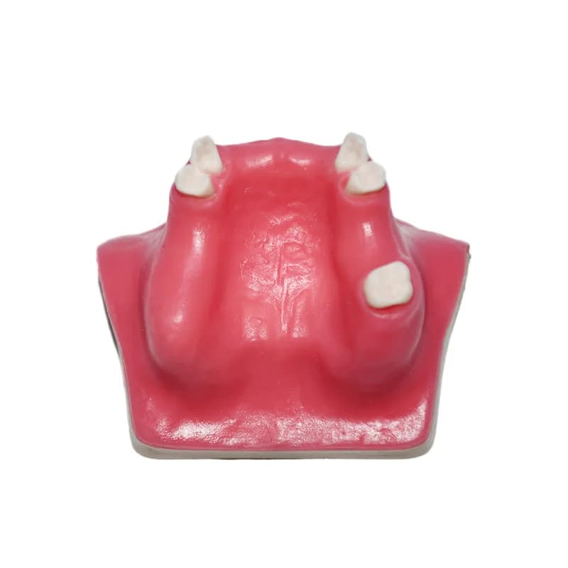 Oral Model Dentals Preparation Practice Demonstration Training Simulation Dentals Model
