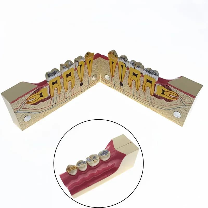 Dentals Disease Teeth Anatomy Study Model Molar Cross Section Model