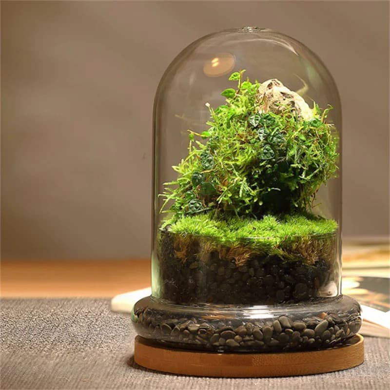 Creative  Dome  Bottles Succulent  Vase Micro Succulent Moss Landscape  Terrarium Home Decoration