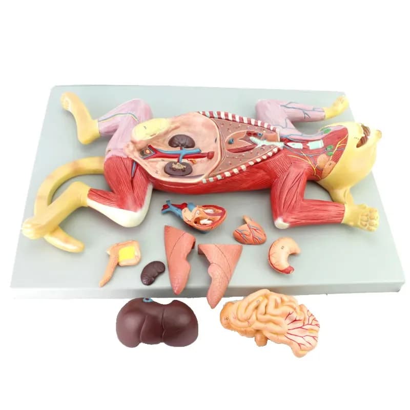 Cat Anatomical Model, Pet Office Organ, Physiological Structure, Tabletop Decoration, Medical Teaching, Study, Popularizati