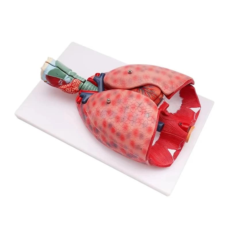 Biology Teaching Equipment Human Organ Model Human Respiratory System Cardiopulmonary Anatomy Model