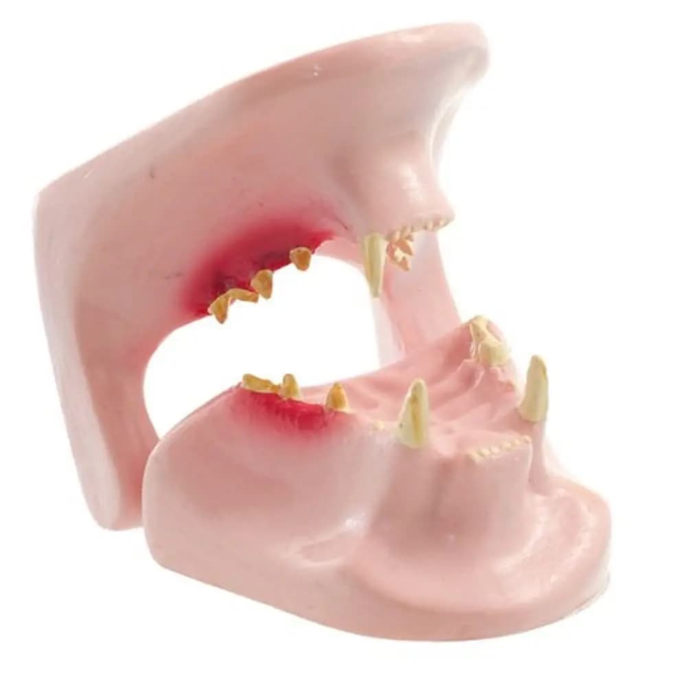 Medical Teaching Cat Tooth Model Oral Veterinary Animal Dentals Research Medical School Use