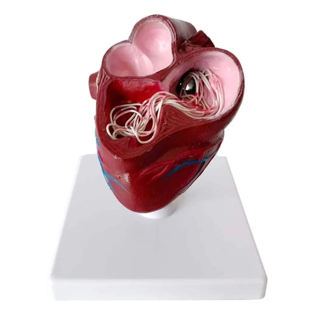 Veterinary Education Medical Teaching Canine Heart Model