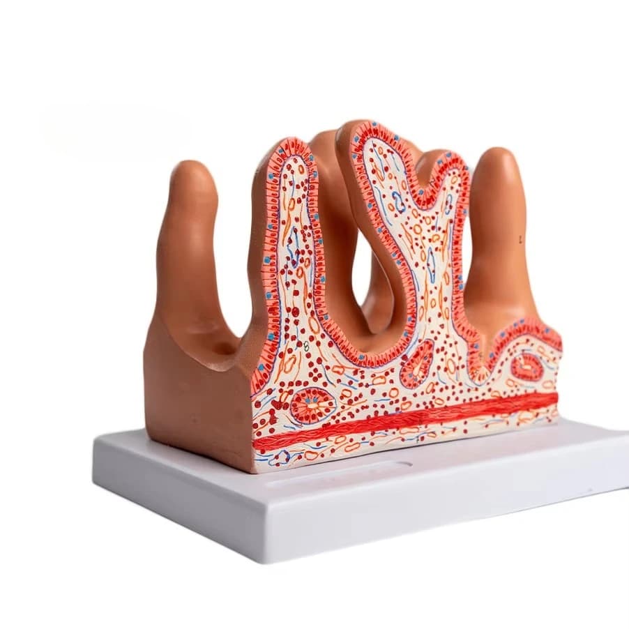 Medical school teaching model biological anatomy enlarged intestinal villi tissue structure model large size intestinal villi