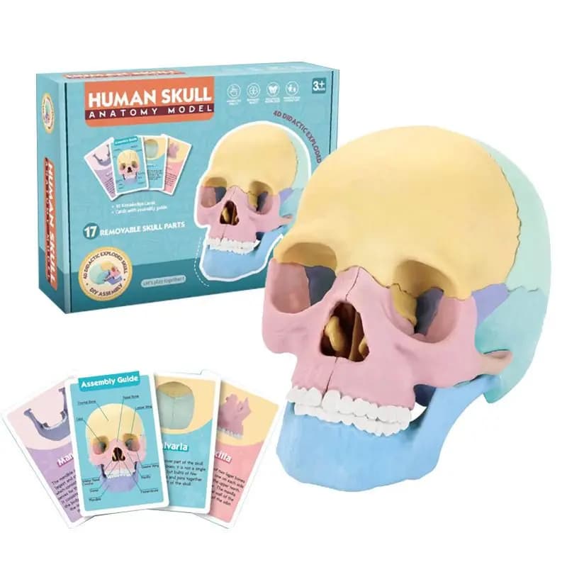 Human Color Skull Model, Detachable 17 Parts Assembled Specimen, Cranium Skull Mouth Cavity, Medical Teaching