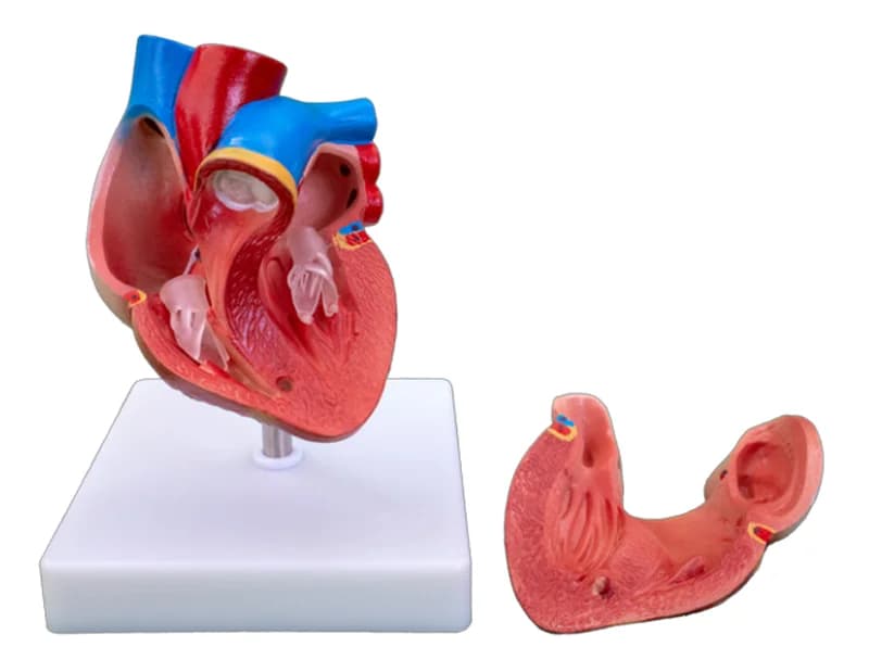 Medical life-size heart anatomy model education model