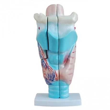 Laryngeal anatomy model, human enlarged laryngeal anatomy medical model