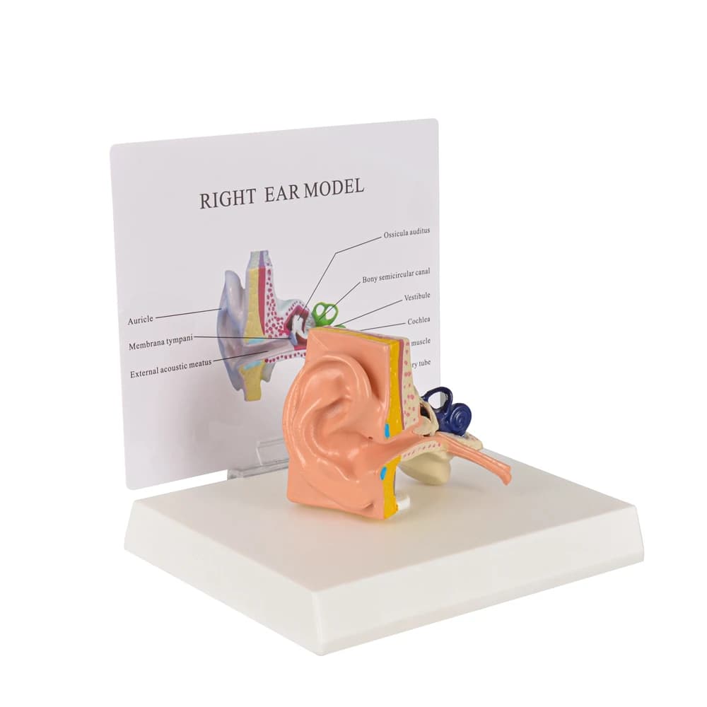 Medical simulation basic ear cavity structure anatomy teaching