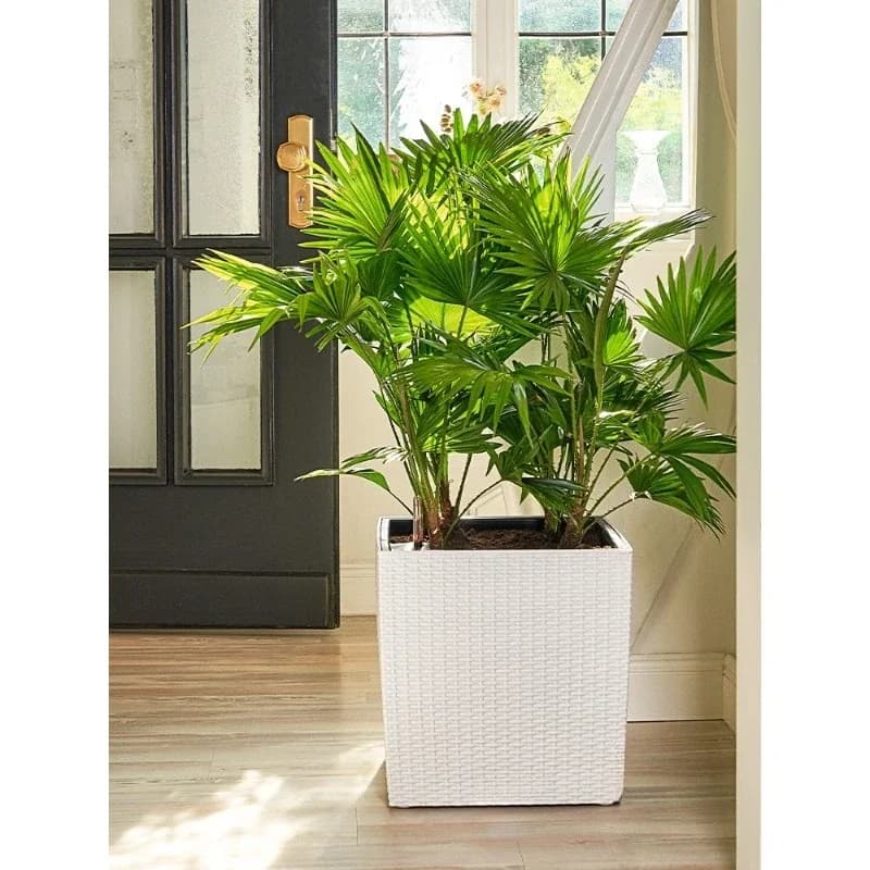 Flower pot self-priming water green plants, imitation rattan large indoor and outdoor floor water storage
