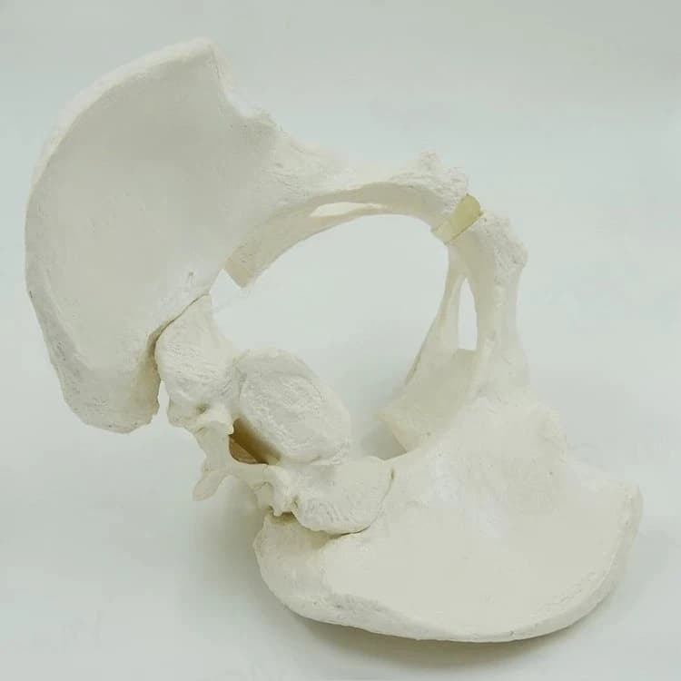Midwifery Teaching Model Skeleton Female Pelvis Model Delivery Pelvis