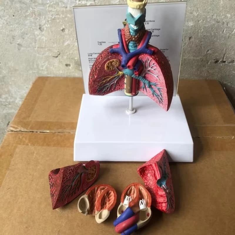 Plastic Throat Lung Segmental Anatomy Model Medical Teaching Anatomical Model