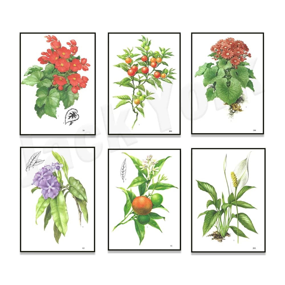 Botanical prints, peace lily, African violet, begonia, red cineraria plant, umbrella tree plant, Brunfelsia plant floral poster