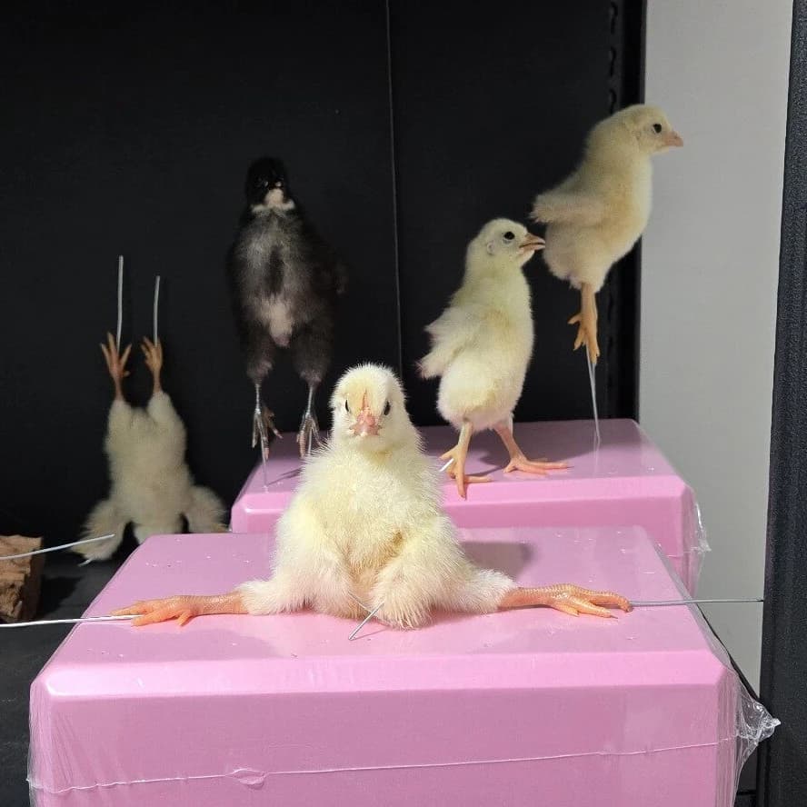 2082 wholesale Artificial Yellow Chick Figurine Doing Yoga Resin Taxidermy Style Statue Cute Animal Sculpture Ornament Handmade