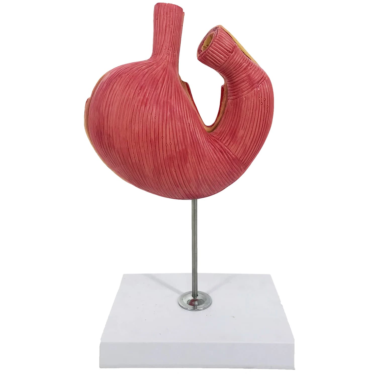 PVC Pigeon Stomach Anatomy Model Animal Organ Structure Teaching Demonstration Tool